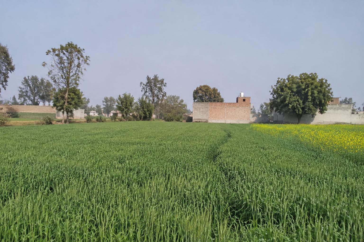 5 bigha Agricultural land for Sale in Chilihia, Siddharthnagar in Chilihia