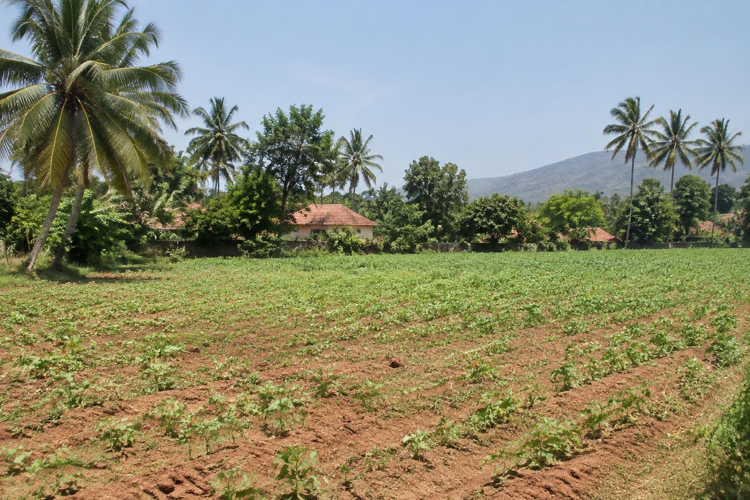2 BHK Farmhouse for Sale in Kudayathur, Idukki in Kudayathur