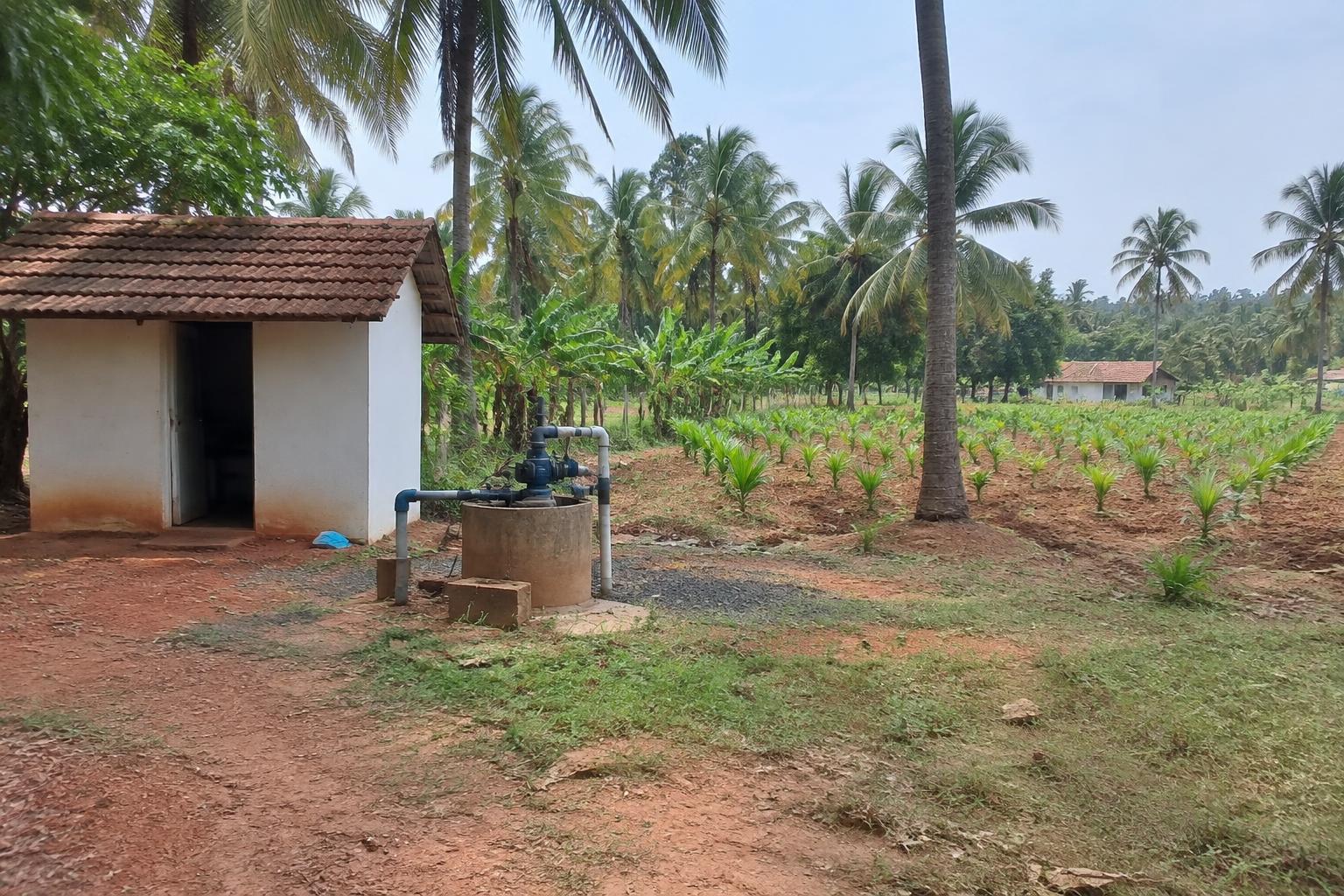 14 guntha Agricultural land for Sale in Thammadihalli, Tumkur in Thammadihalli