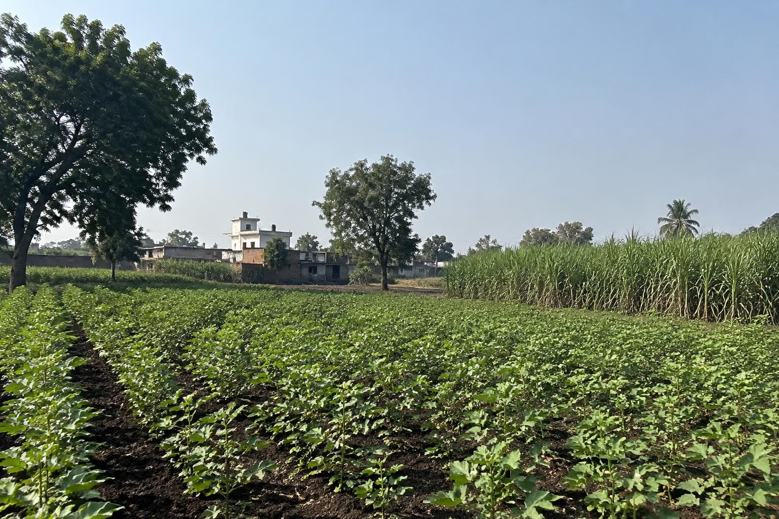 1331 sq ft Plot for Sale in Irali, Sangli in Irali